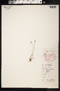 Juncus biglumis image