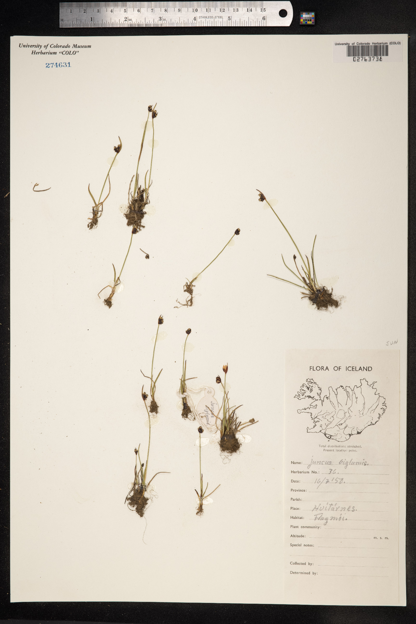 Juncus biglumis image