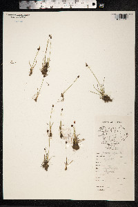 Juncus biglumis image