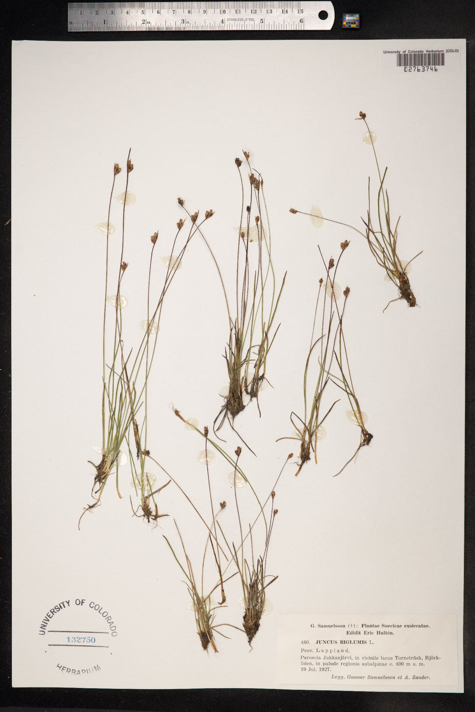 Juncus biglumis image