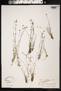 Juncus biglumis image