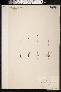 Juncus biglumis image