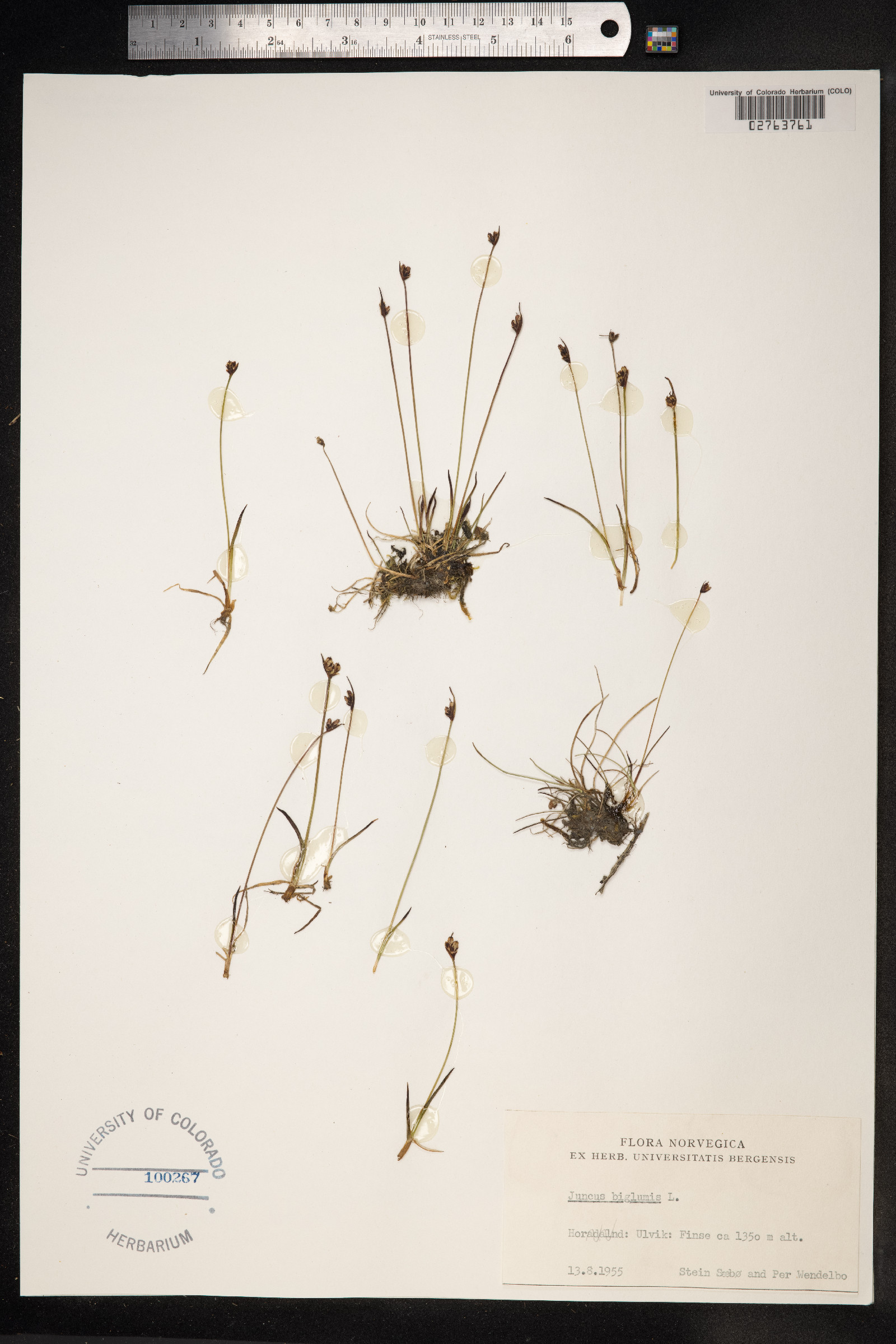 Juncus biglumis image