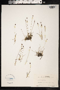 Juncus biglumis image