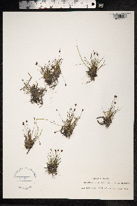Juncus biglumis image