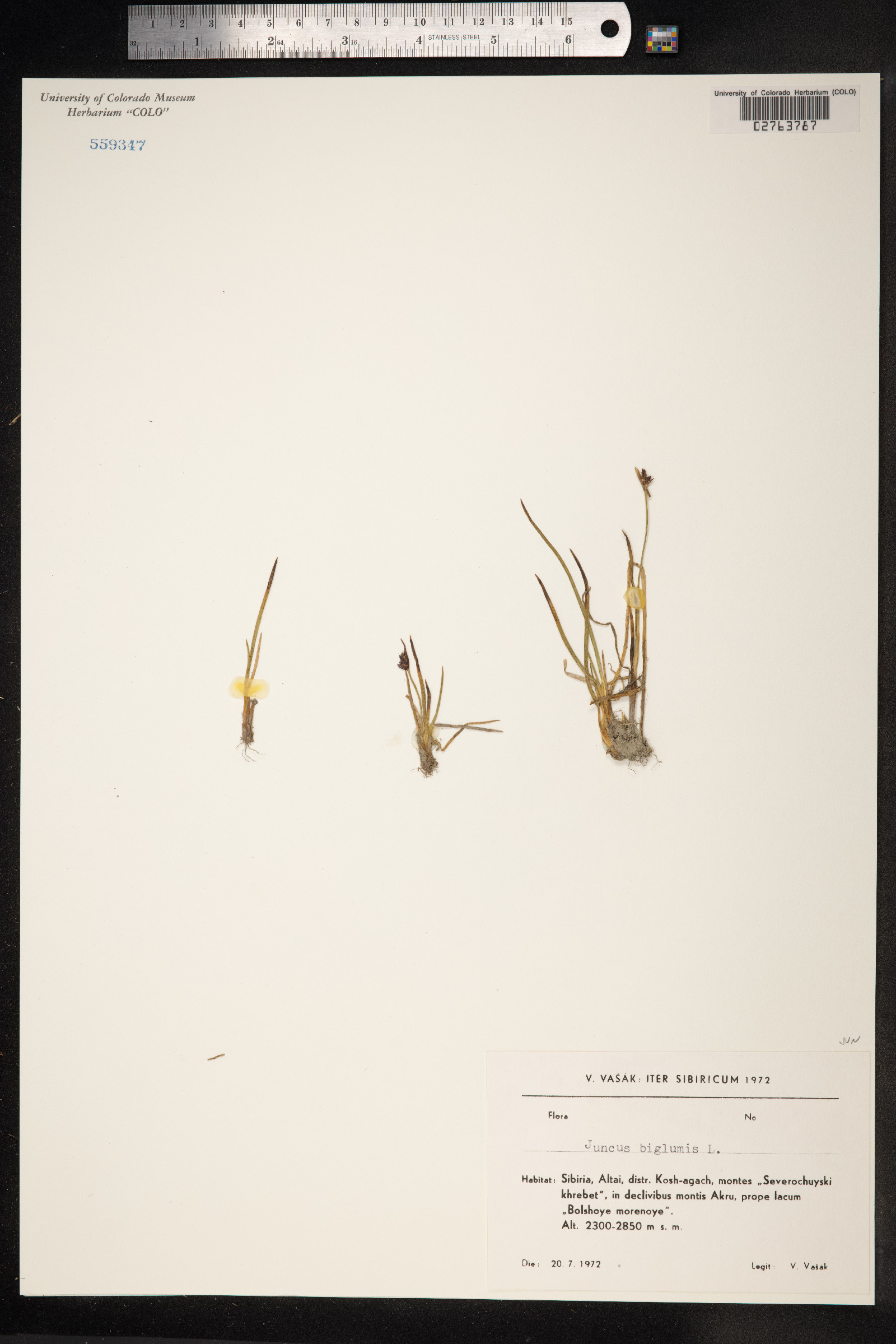 Juncus biglumis image