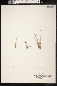 Juncus biglumis image