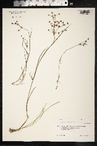 Juncus articulatus image