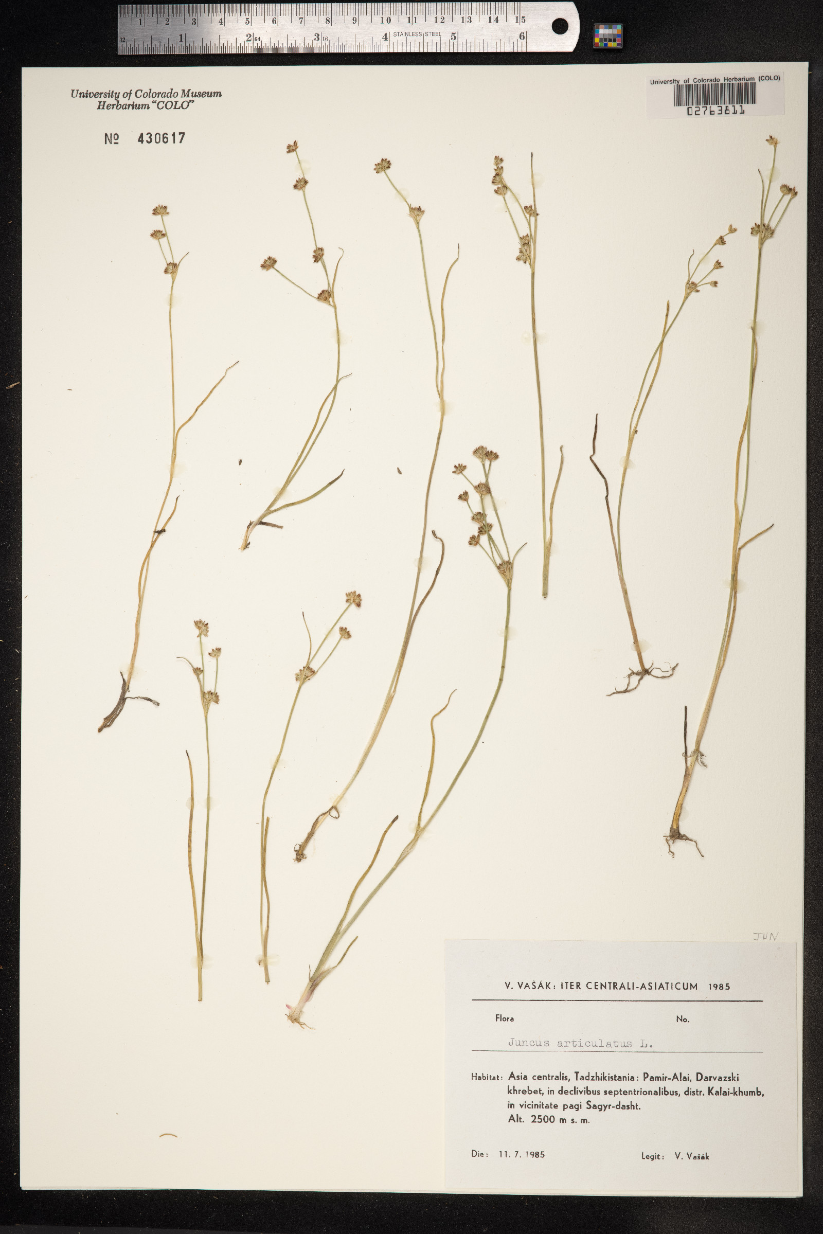 Juncus articulatus image