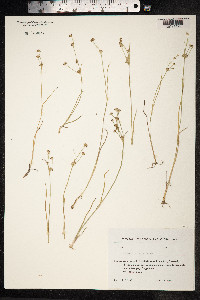 Juncus articulatus image