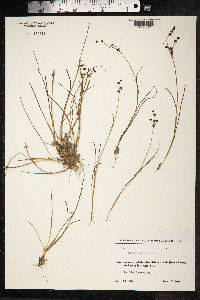 Juncus articulatus image