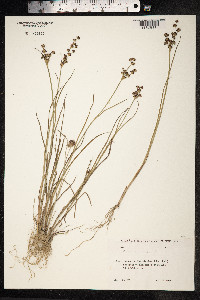Juncus articulatus image