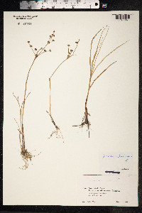 Juncus articulatus image