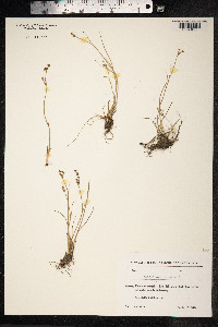 Juncus articulatus image