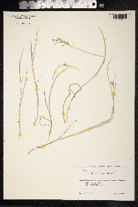 Juncus articulatus image