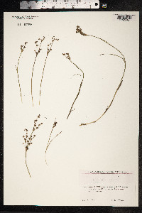 Juncus articulatus image