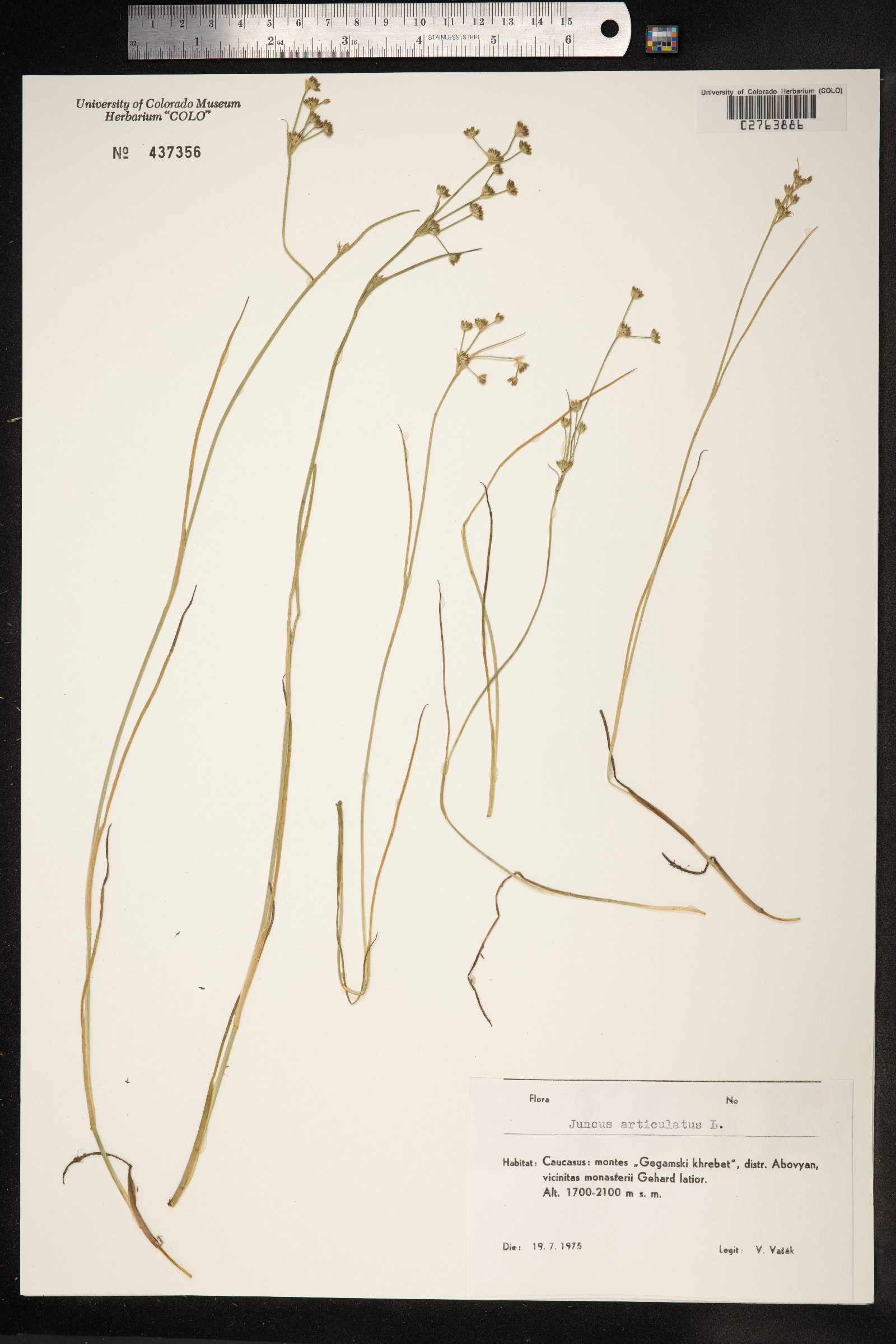 Juncus articulatus image