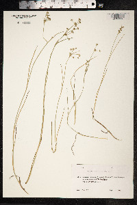 Juncus articulatus image