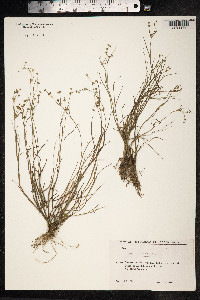 Juncus articulatus image