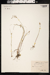 Juncus articulatus image