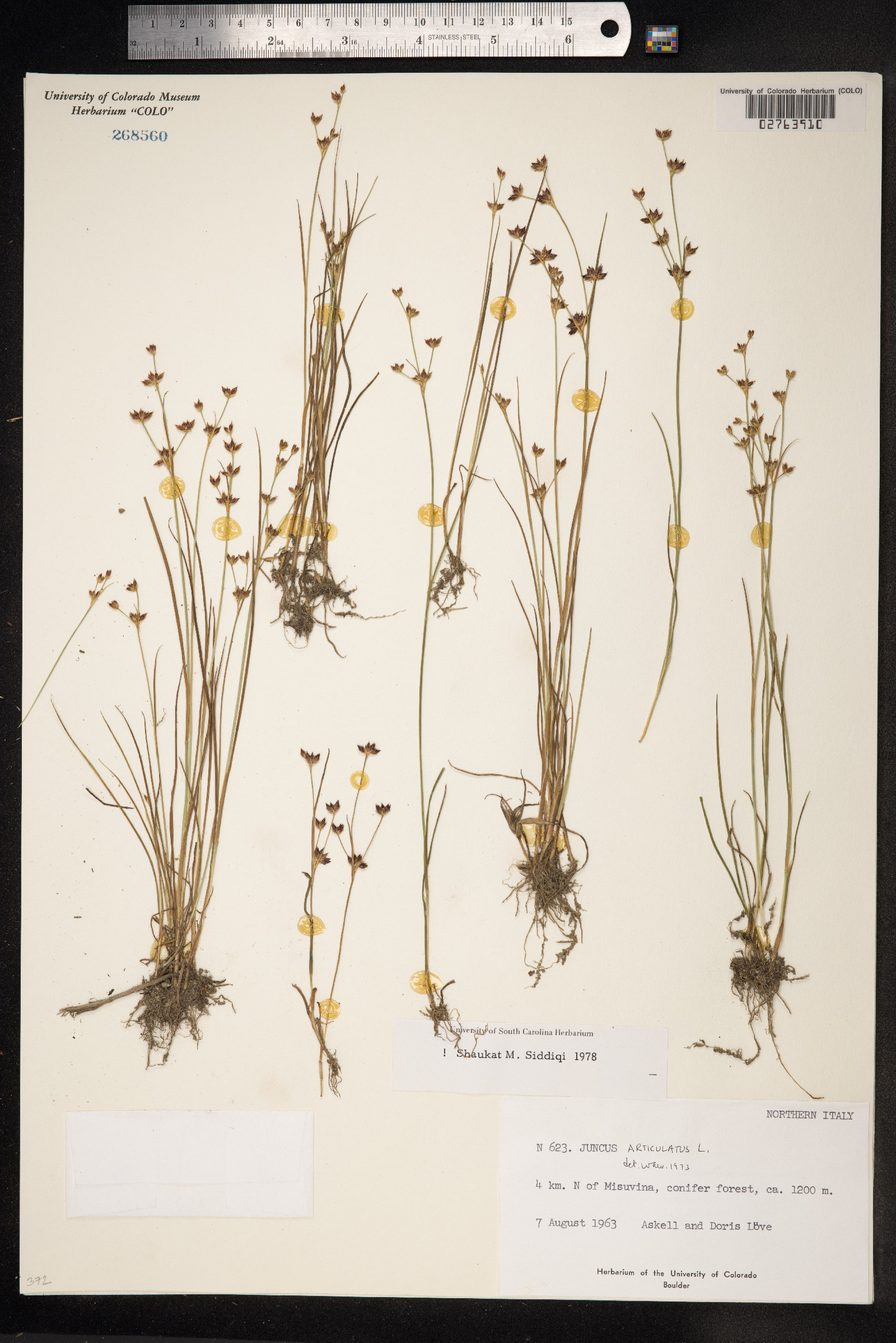 Juncus articulatus image