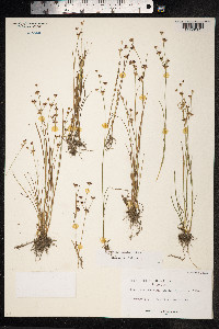 Juncus articulatus image