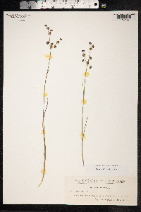 Juncus articulatus image