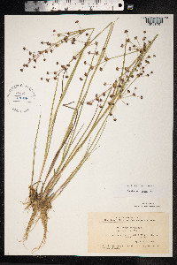Juncus articulatus image