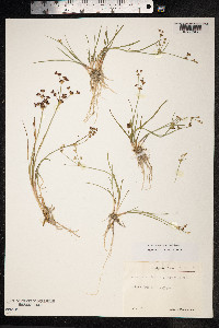 Juncus articulatus image
