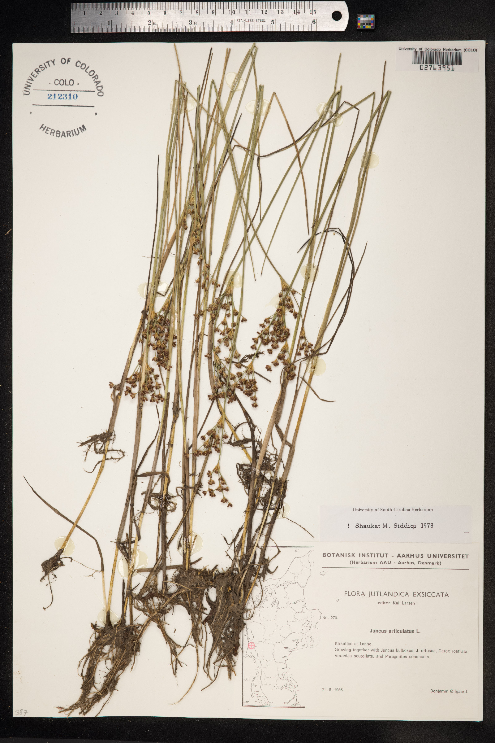 Juncus articulatus image