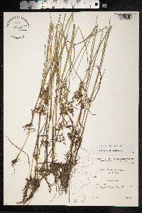 Juncus articulatus image
