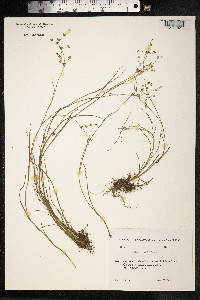 Juncus articulatus image