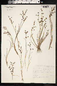 Juncus articulatus image