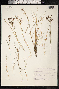 Juncus articulatus image