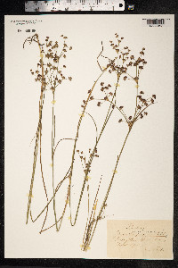 Juncus articulatus image
