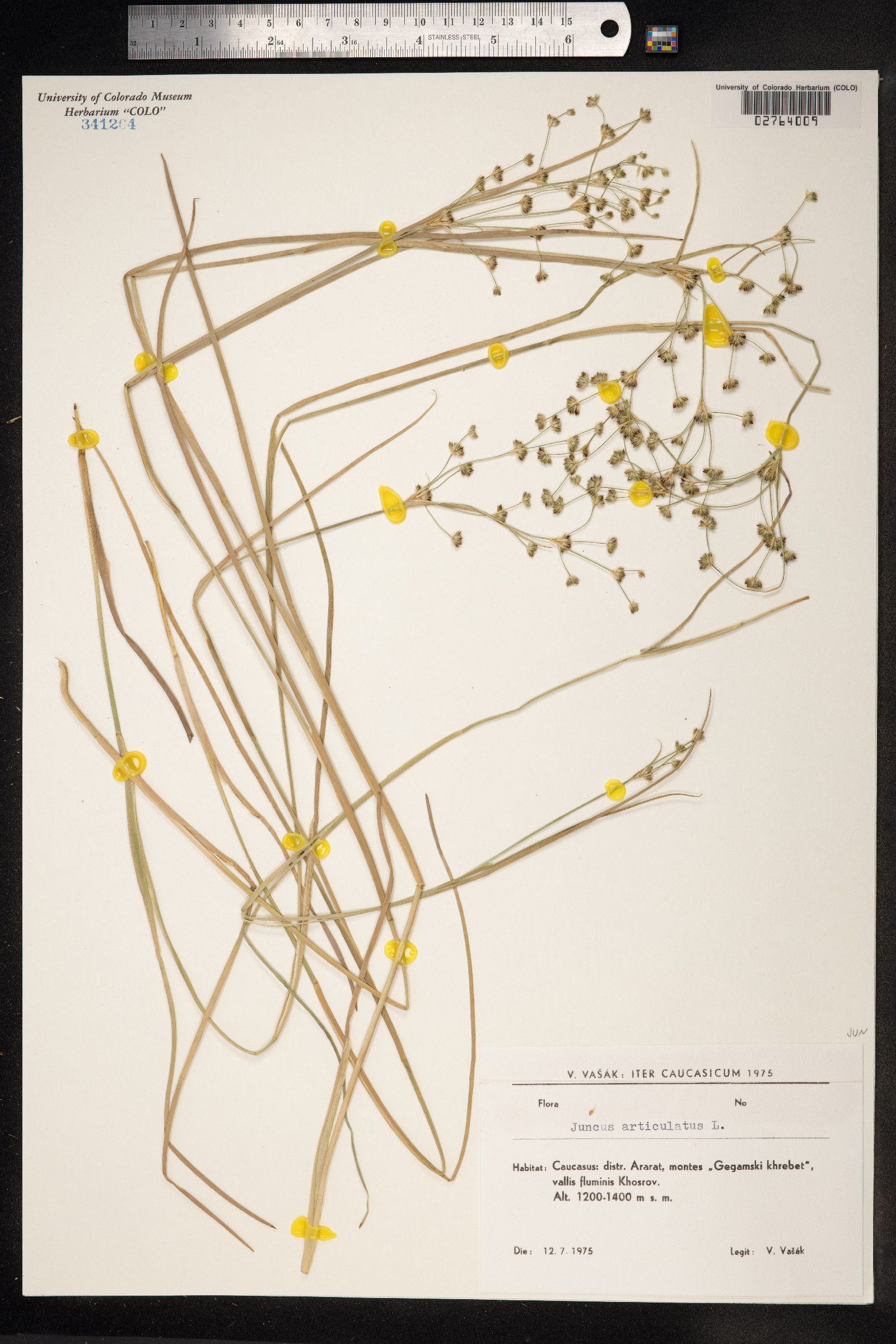 Juncus articulatus image