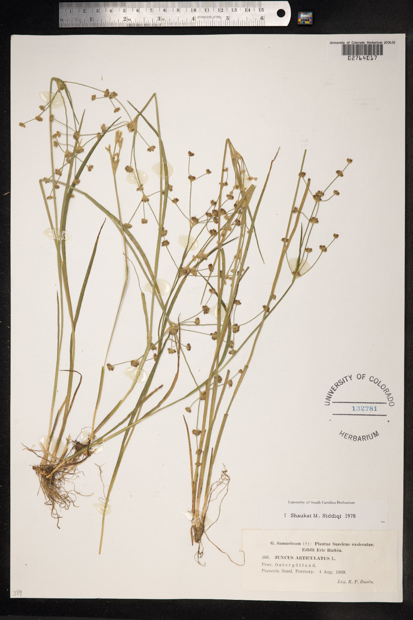 Juncus image