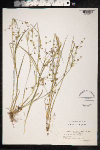Juncus articulatus image