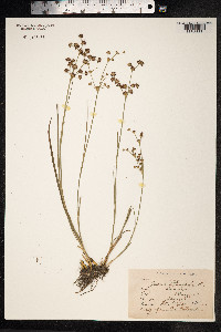 Juncus articulatus image