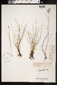 Juncus articulatus image