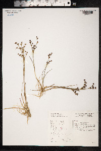 Juncus articulatus image