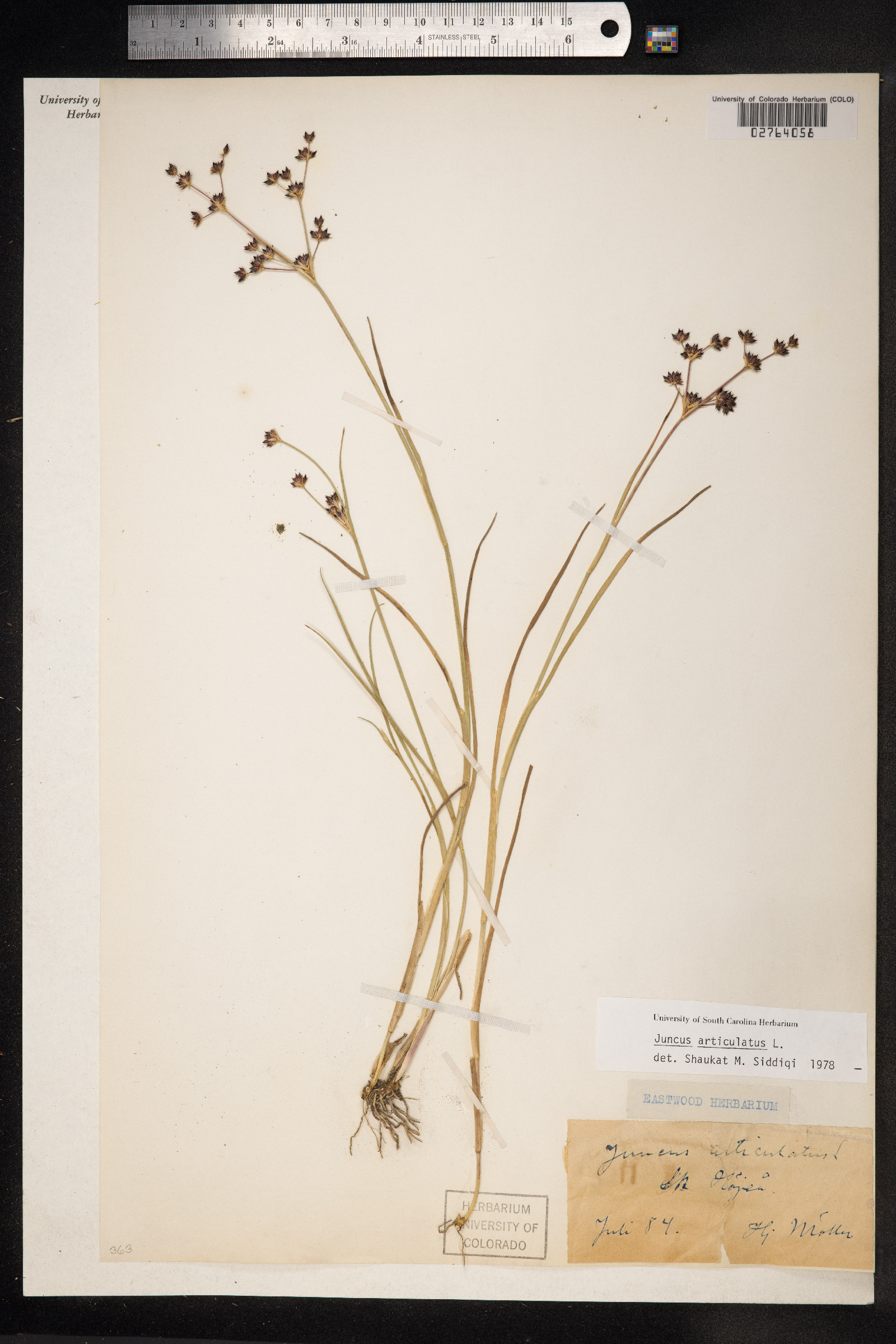 Juncus articulatus image