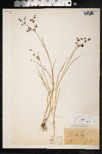 Juncus articulatus image