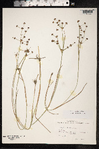 Juncus articulatus image