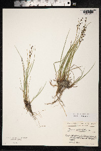 Juncus articulatus image