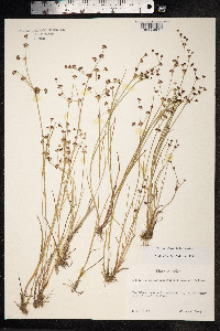 Juncus articulatus image