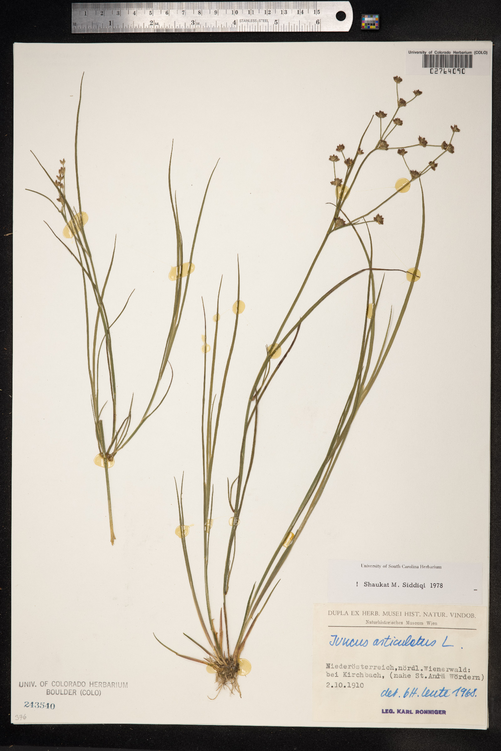 Juncus articulatus image