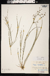 Juncus articulatus image