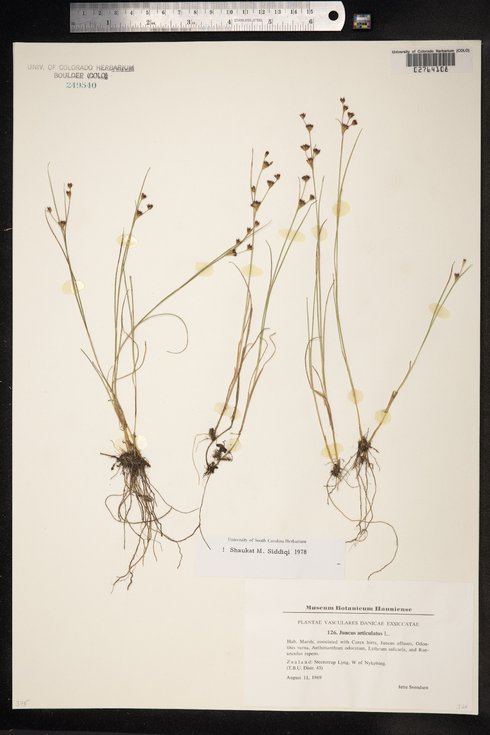 Juncus articulatus image