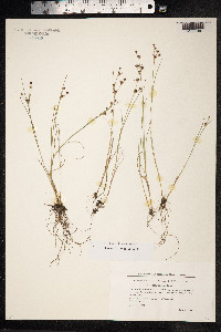 Juncus articulatus image